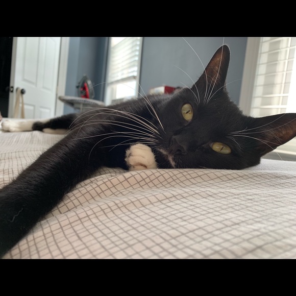 Meet your Posher, Kevin - Picture 1 of 1